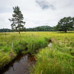 Porota uděluje také Cenu Jihočeského kraje. Do finále postoupil jeden inspirativní projekt z tohoto území. Konkrétně obnova potoků a mokřadů u Stráženské slati.