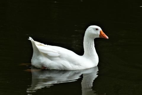 Kam se v Muzeu Jindřichohradecka zatoulaly husy? Foto www.pixabay.com