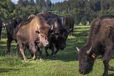 Bizon Ranch Rožnov - Česká Kanada.