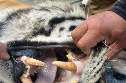 Samec tygra ussurijského Oliver odcestoval ve čtvrtek 4. června v rámci chovatelské spolupráce ze Zoo Hluboká do zoologické zahrady v Hodoníně.